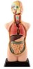 Mini-Torso Humano de Anatomia - 50 cm