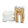 Modelo do Dente Humano em Espuma