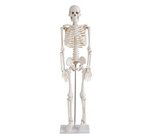 Esqueleto - 85 cm