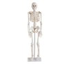 Esqueleto em plástico - 85 cm