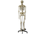 Esqueleto Humano - 180 cm