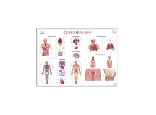 ARL-11945.0 Mapa Mural - Corpo Humano