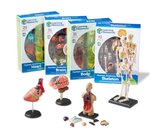 Modelos de Anatomia
