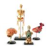 Modelos de Anatomia