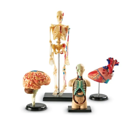 Modelos de Anatomia