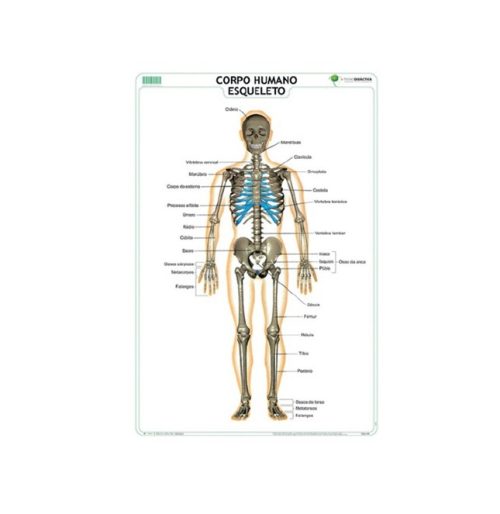 ARL-76459.0 Mapa Mural - Esqueleto Humano