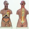 Torso Humano Bissexuado com 24 partes