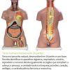 Torso Humano Bissexuado com 24 partes