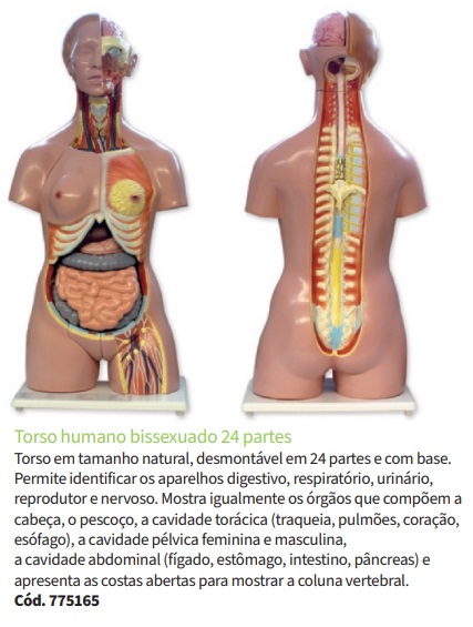 Torso Humano Bissexuado com 24 partes