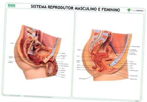 ARL-778362.jpg Mapa Mural - Sistema Reprodutor Masculino e Feminino