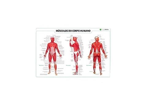ARL-778363.0 Mapa Mural - Músculos do Corpo Humano
