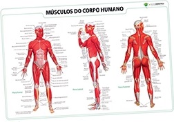 ARL-778363.jpg Mapa Mural - M?sculos do Corpo Humano