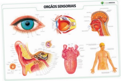 Mapa Mural - Orgaos Sensoriais