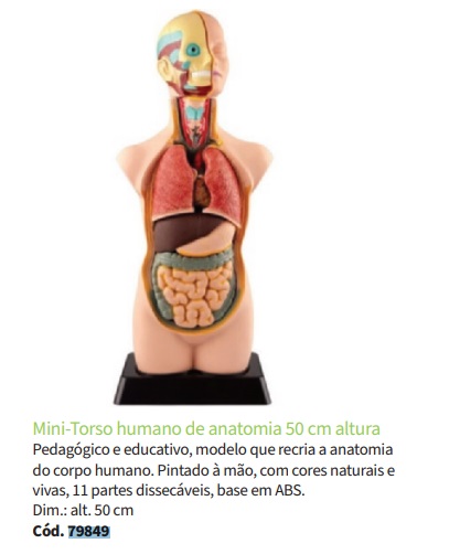 Mini-Torso Humano de Anatomia - 50 cm