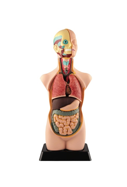 Mini-Torso Humano de Anatomia