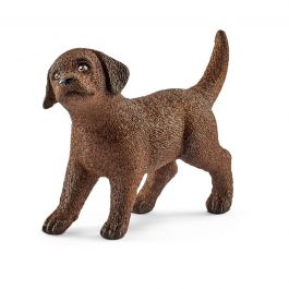 Labrador Macho