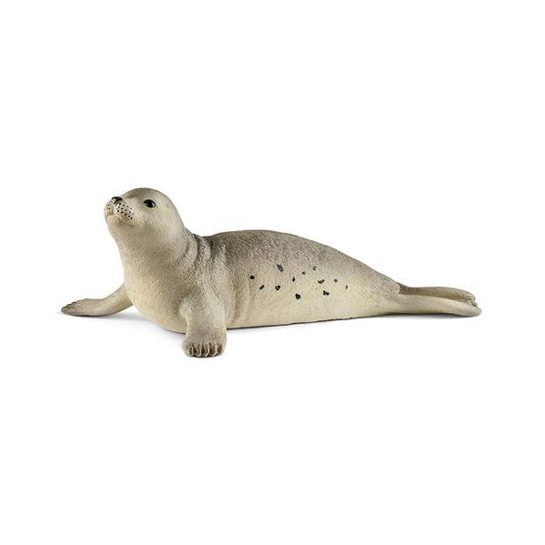 Foca